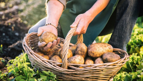 Аграрии могут пустить нереализованный картофель на семена